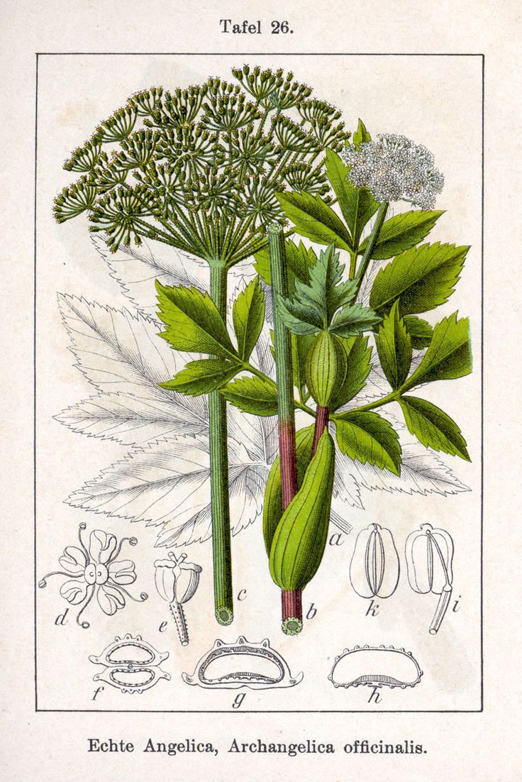 Ficha botánica de la Angélica 